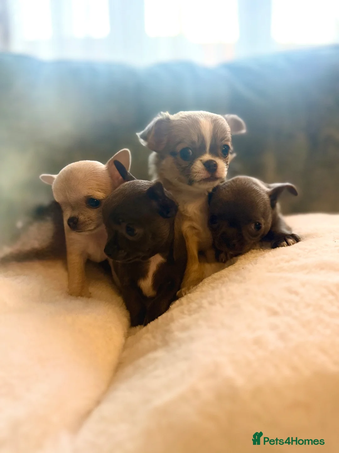 Chihuahua dogs for sale: Chihuahua puppies - 2F 2M-1 long coat/3 short coat - Advert 1