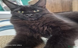 Maine Coon cats for sale: Studing solid black females🎀🐈‍⬛ - Image 8