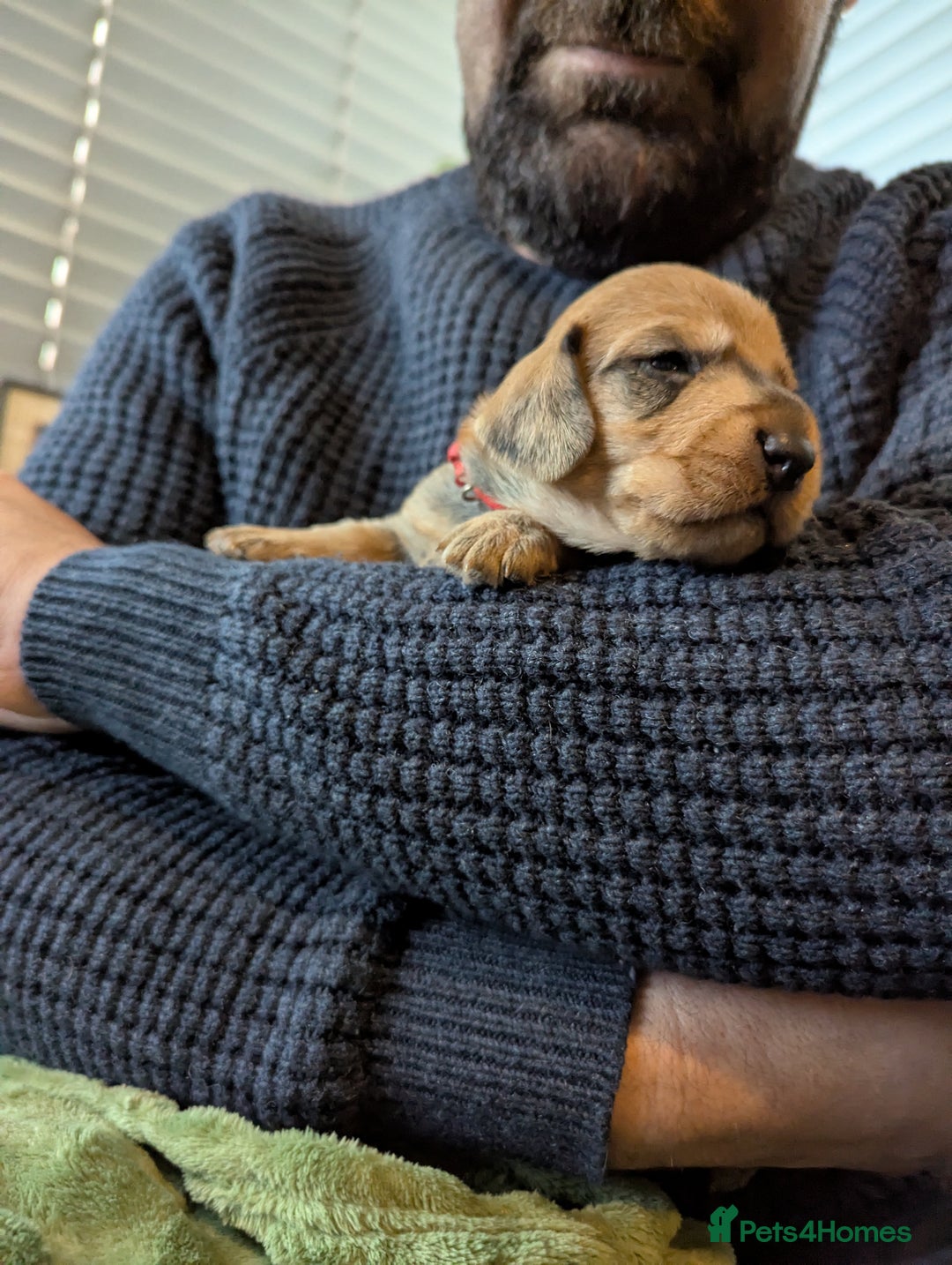 Dachshund dogs for sale: Standard Wirehaired Dachshund Puppies - Image 28