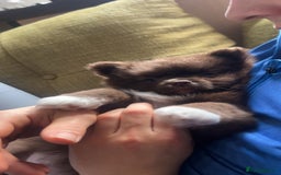 Pomeranian dogs for sale: 2 stunning boy Pomeranian pups ready in 1 week  - Image 2