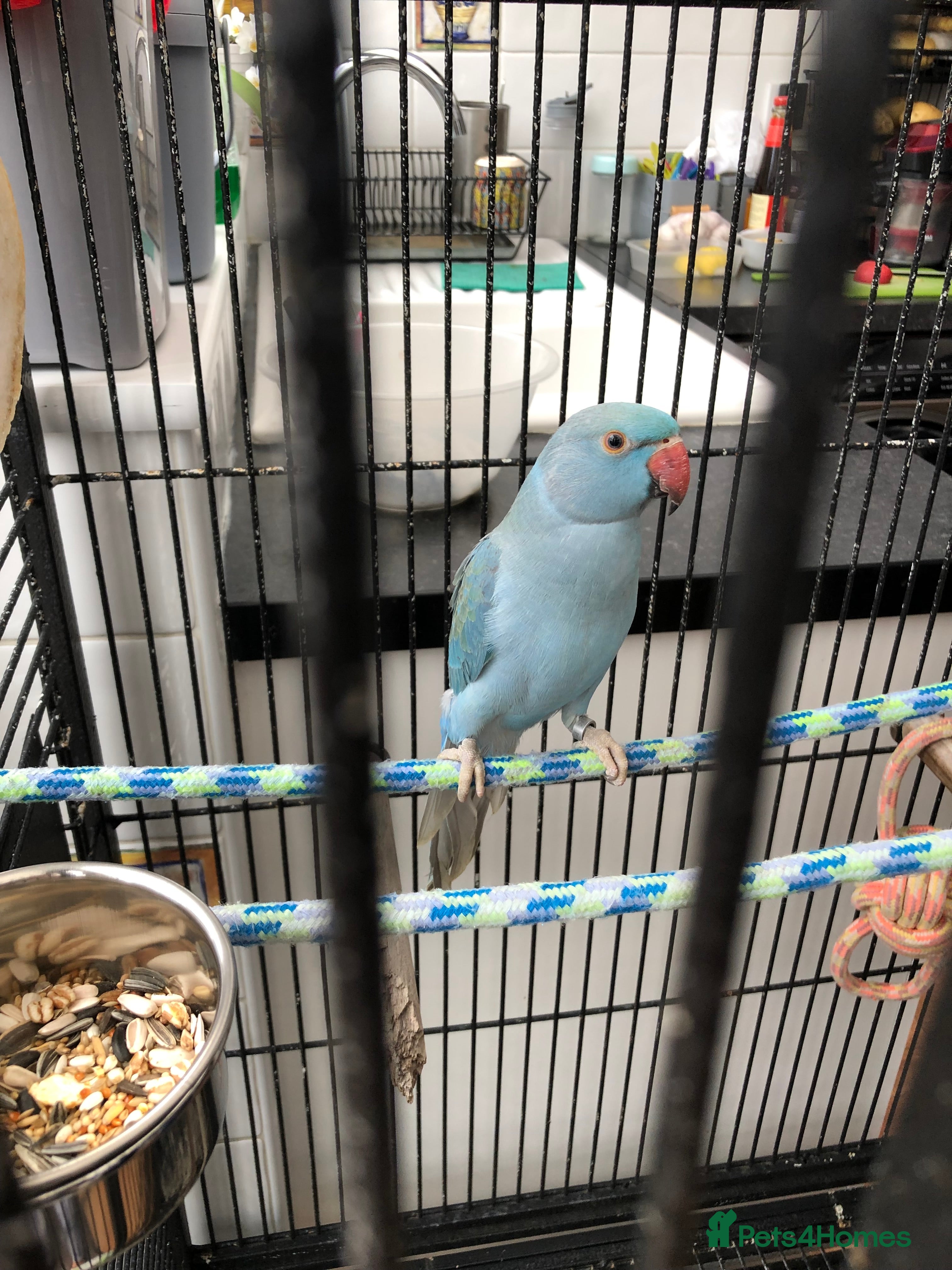 Ringnecks birds Blue Indian ring neck in Dagenham - Advert 1