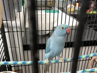 Ringnecks birds Blue Indian ring neck in Dagenham - Advert 1