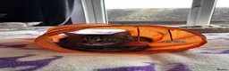 Mixed Breed cats for sale: Female Cat for Rehome - Advert 3