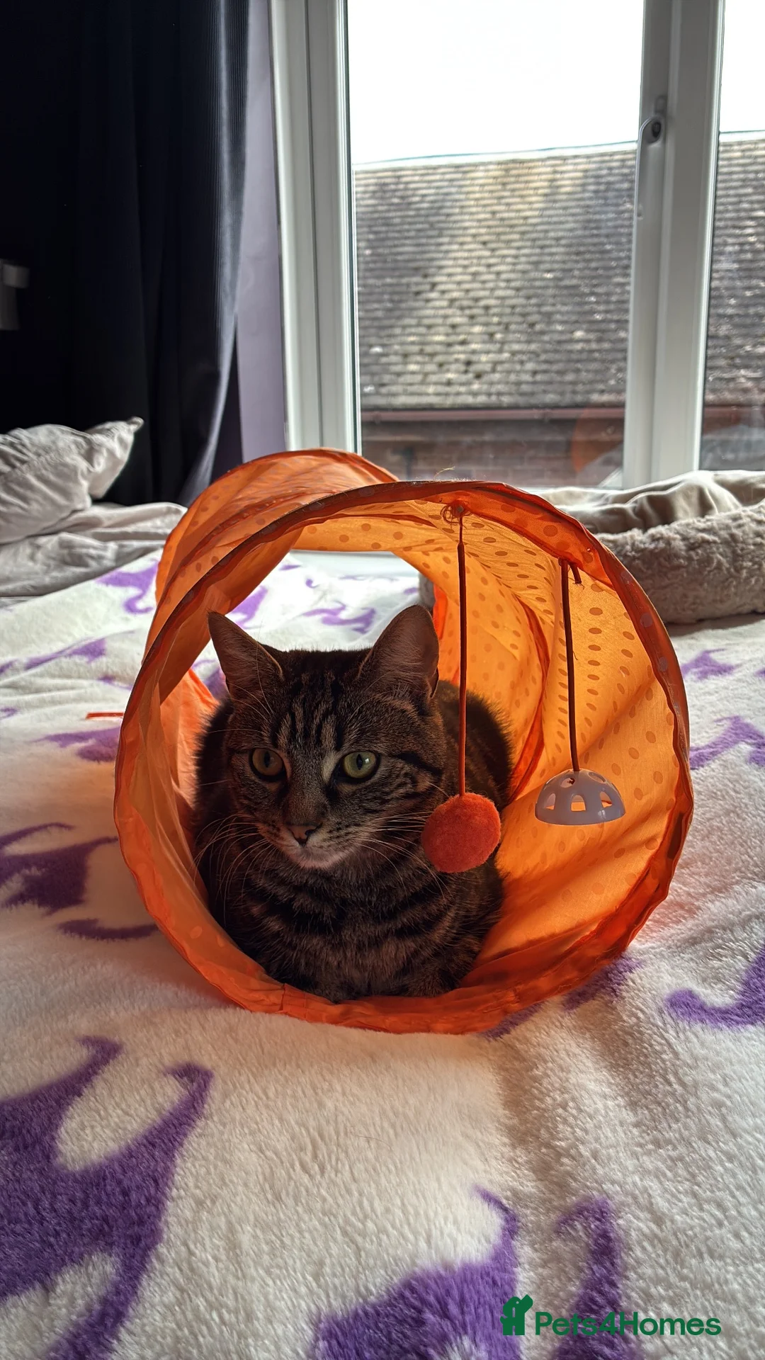 Mixed Breed cats for sale: Female Cat for Rehome - Advert 2