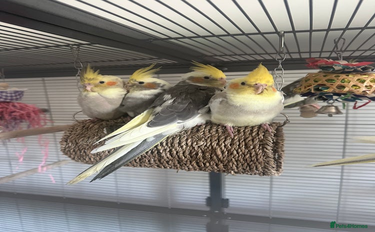 Cockatiels birds - Advert 15