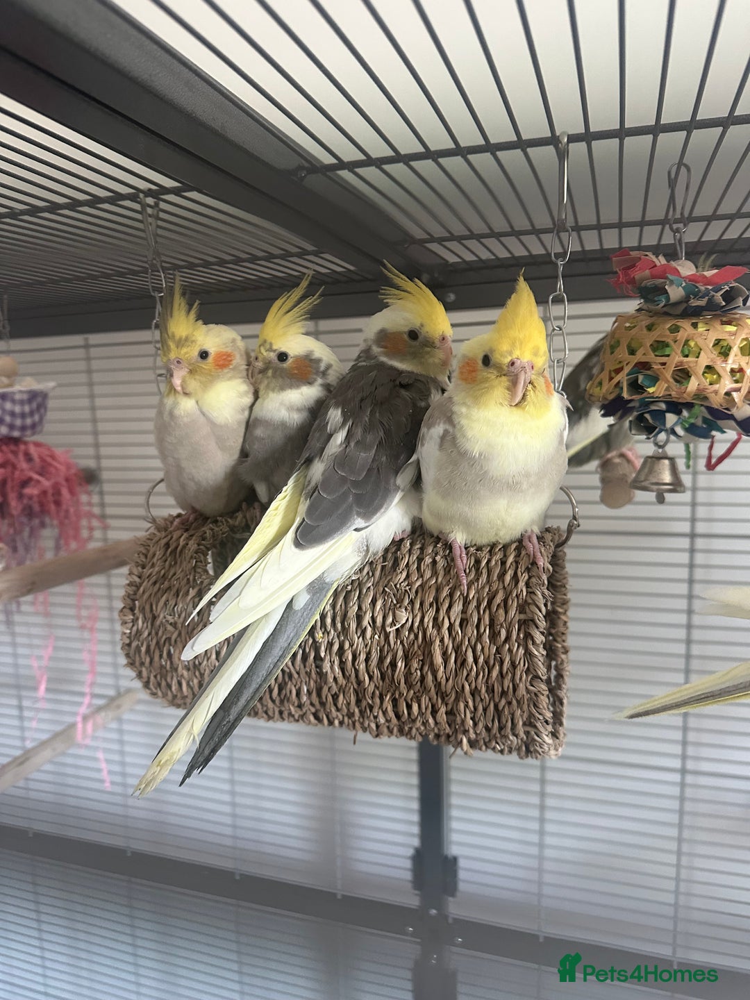 Cockatiels birds for sale: Cockatiel chicks  - Image 1