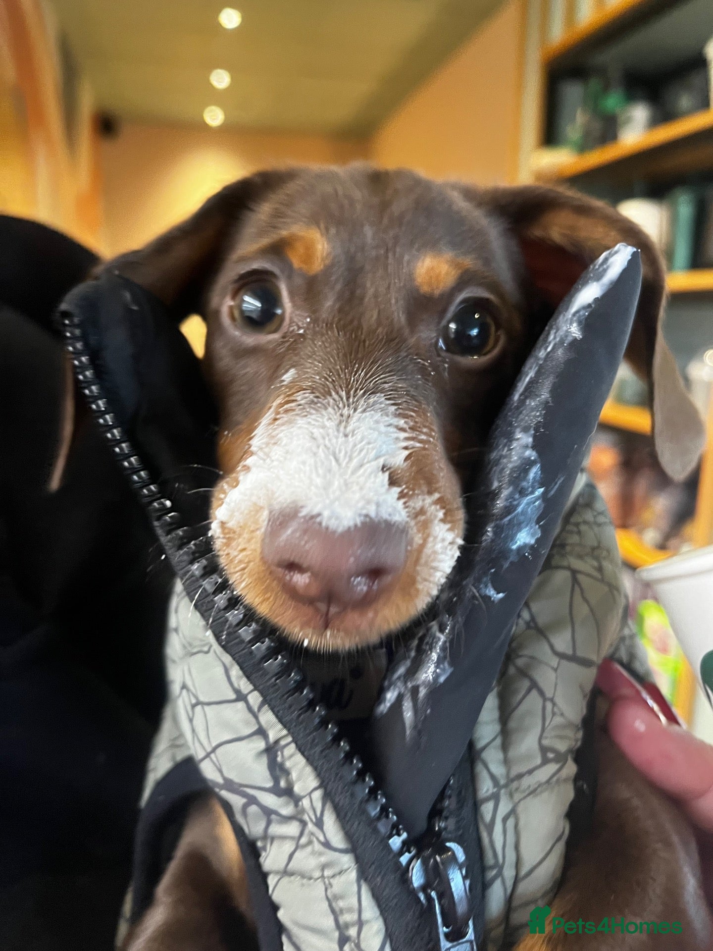 Miniature Dachshund dogs Winnie miniature daschund  - Advert 5