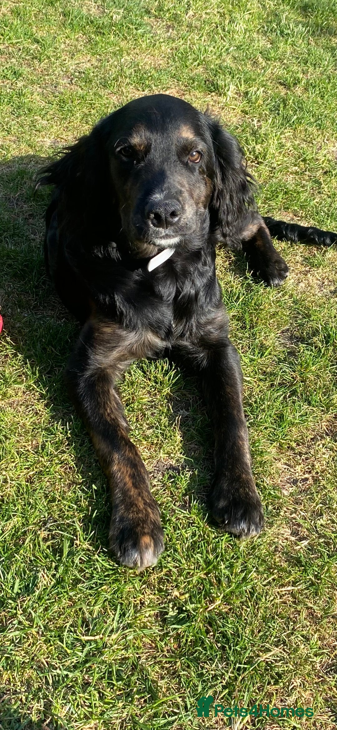 Mixed Breed dogs for sale: Looking to re home our dog  - Image 1