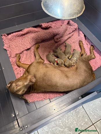 Dobermann dogs - Advert 3