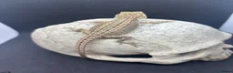 Bearded Dragon reptiles for sale: Spectacular baby dragons ready now  - Advert 8