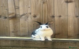 Lionhead rabbits for sale: 2 rabbits 10 months old  - Image 5