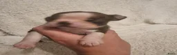 Boston Terrier dogs for sale: Stunning Boston Terrier Puppies - Advert 28