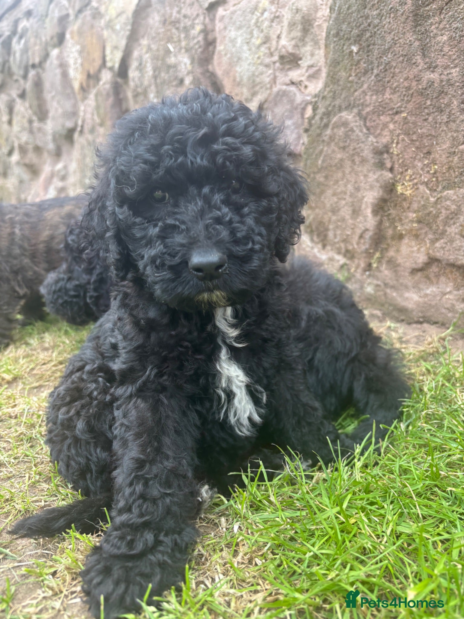 Goldendoodle dogs Beautiful Goldendoodles - Advert 2
