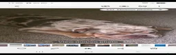 English Bulldog dogs for sale: English bulldog  in Nuneaton - Advert 2