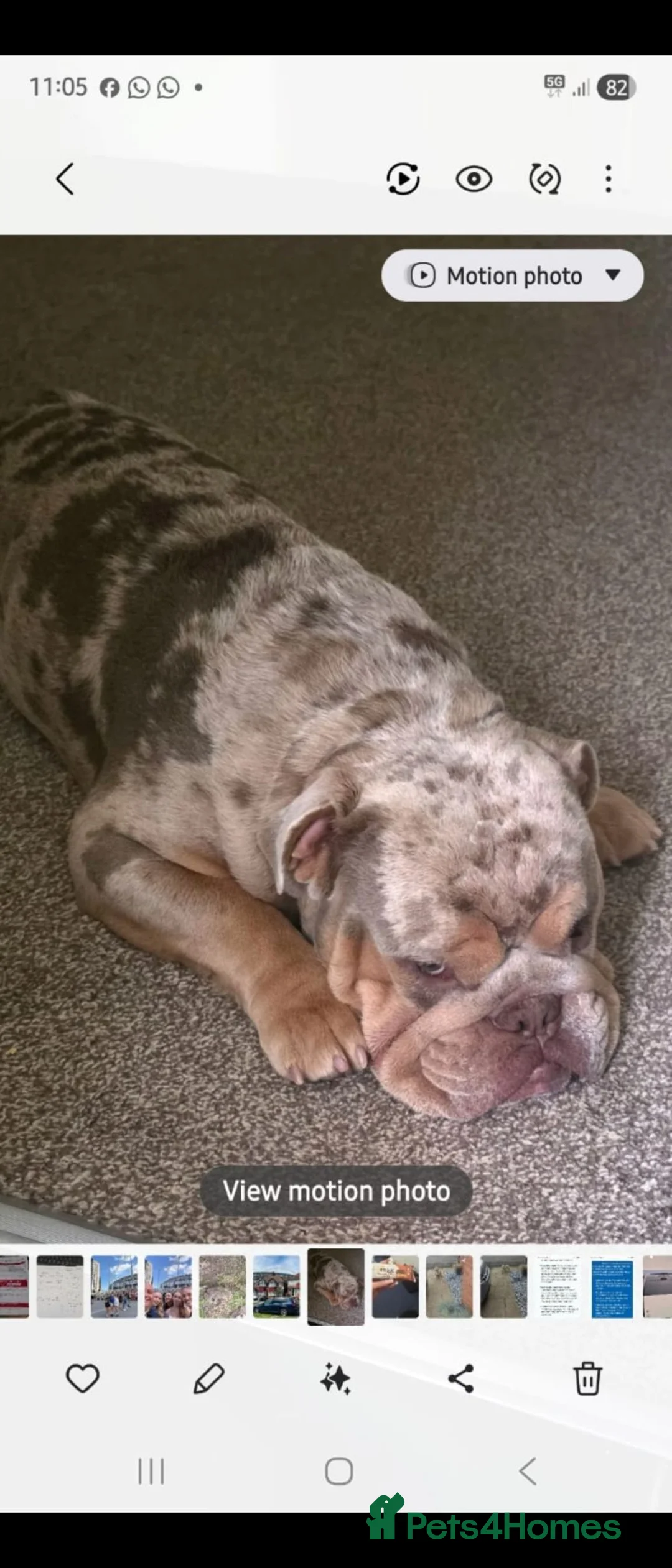English Bulldog dogs for sale: English bulldog  in Nuneaton - Advert 2