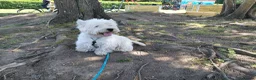 West Highland Terrier dogs for sale: Kc reg, quality Westie WHWT puppies  - Advert 4