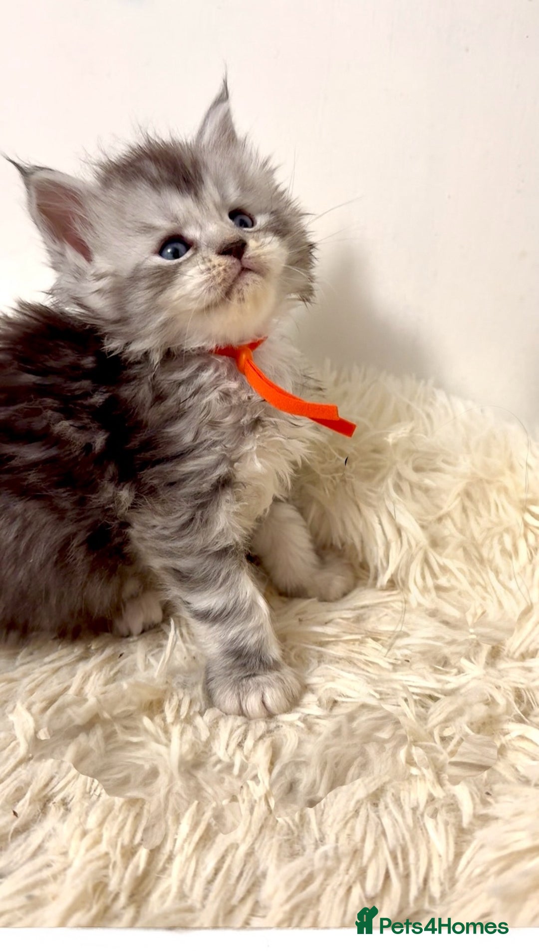 Maine Coon cats for sale: 🌟🌟Beautiful  Maine Coon kittens 🌟🌟🌟 - Advert 6