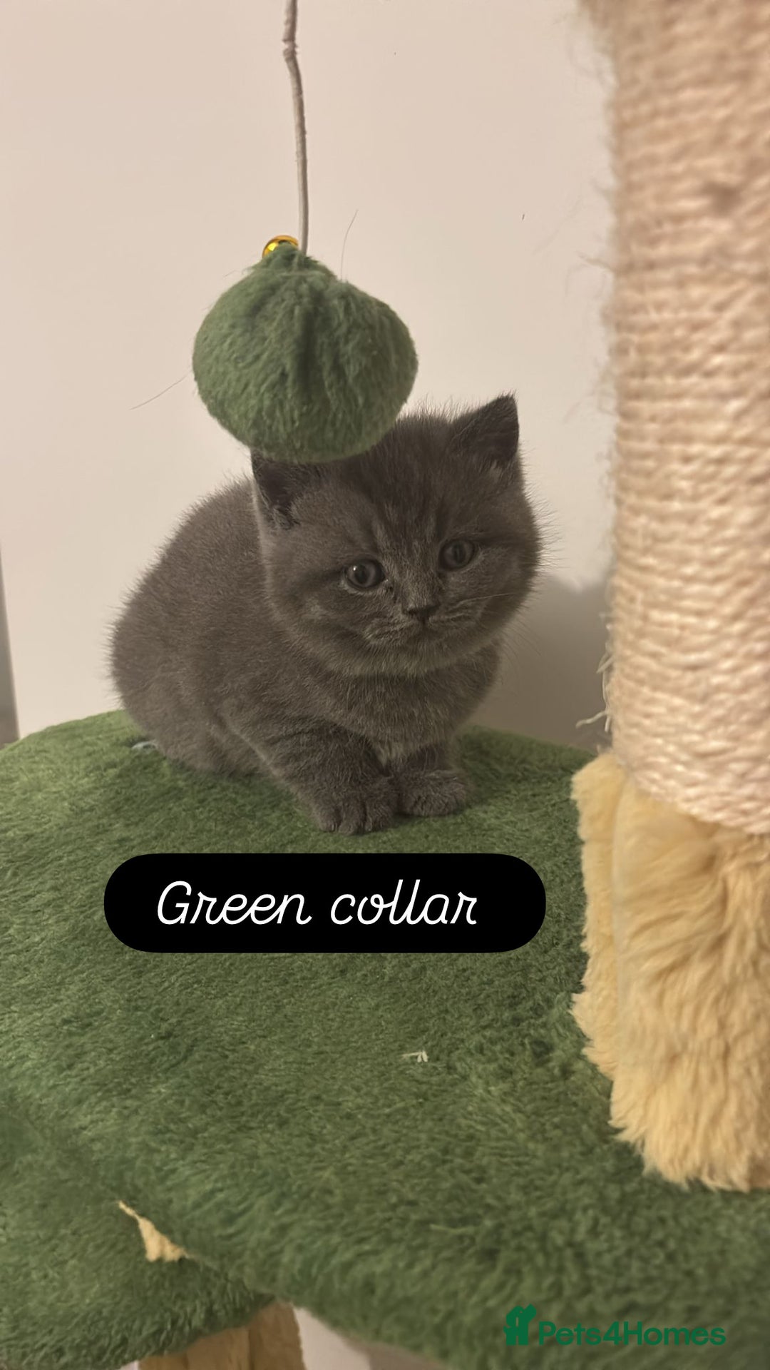 British Shorthair cats for sale: 🧸✨6 Chunky British Shorthair Kittens For Sale✨🧸 - Advert 20