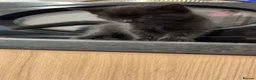 Mixed Breed cats for sale: 5 beautiful grey/black/white kittens in London - Advert 9
