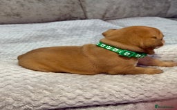 English Bulldog dogs for sale: English Bulldog puppies for sale KC registered  - Image 26