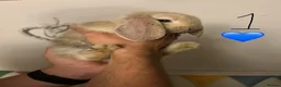 French Lop rabbits for sale: Pure Bred French Lop Babies.  - Advert 9