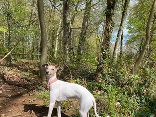 Italian Greyhound dogs A truly lovely little lady - Advert 11