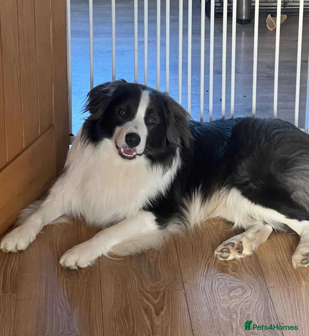 Border Collie dogs for sale: Beautiful border collie puppies - Advert 7