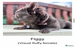French Bulldog dogs for sale: Visual Fluffy Frenchie KC  - Image 2
