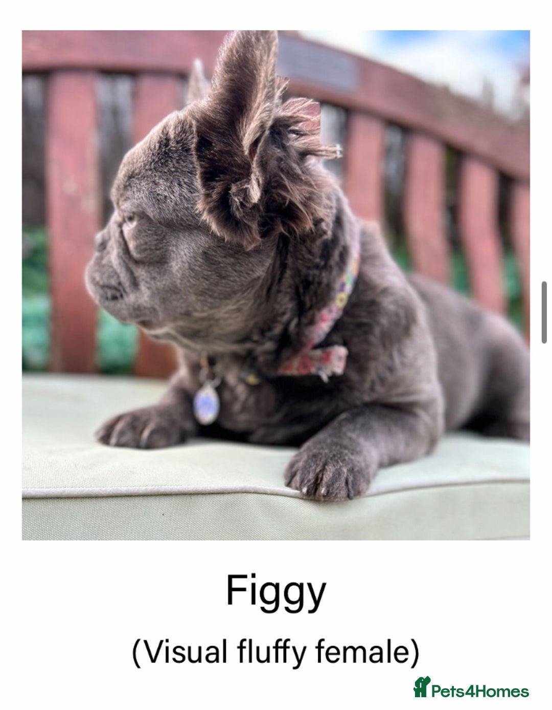 French Bulldog dogs for sale: Visual Fluffy Frenchie KC  - Image 2