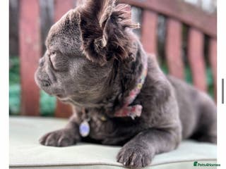 French Bulldog dogs for sale: Visual Fluffy Frenchie KC - Advert 4