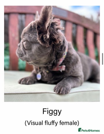 French Bulldog dogs - Advert 3