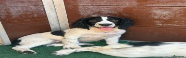 Ranger