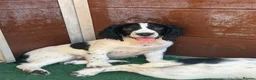 Cocker Spaniel dogs for sale: Health tested parents Fully Vaccinated  - Advert 7