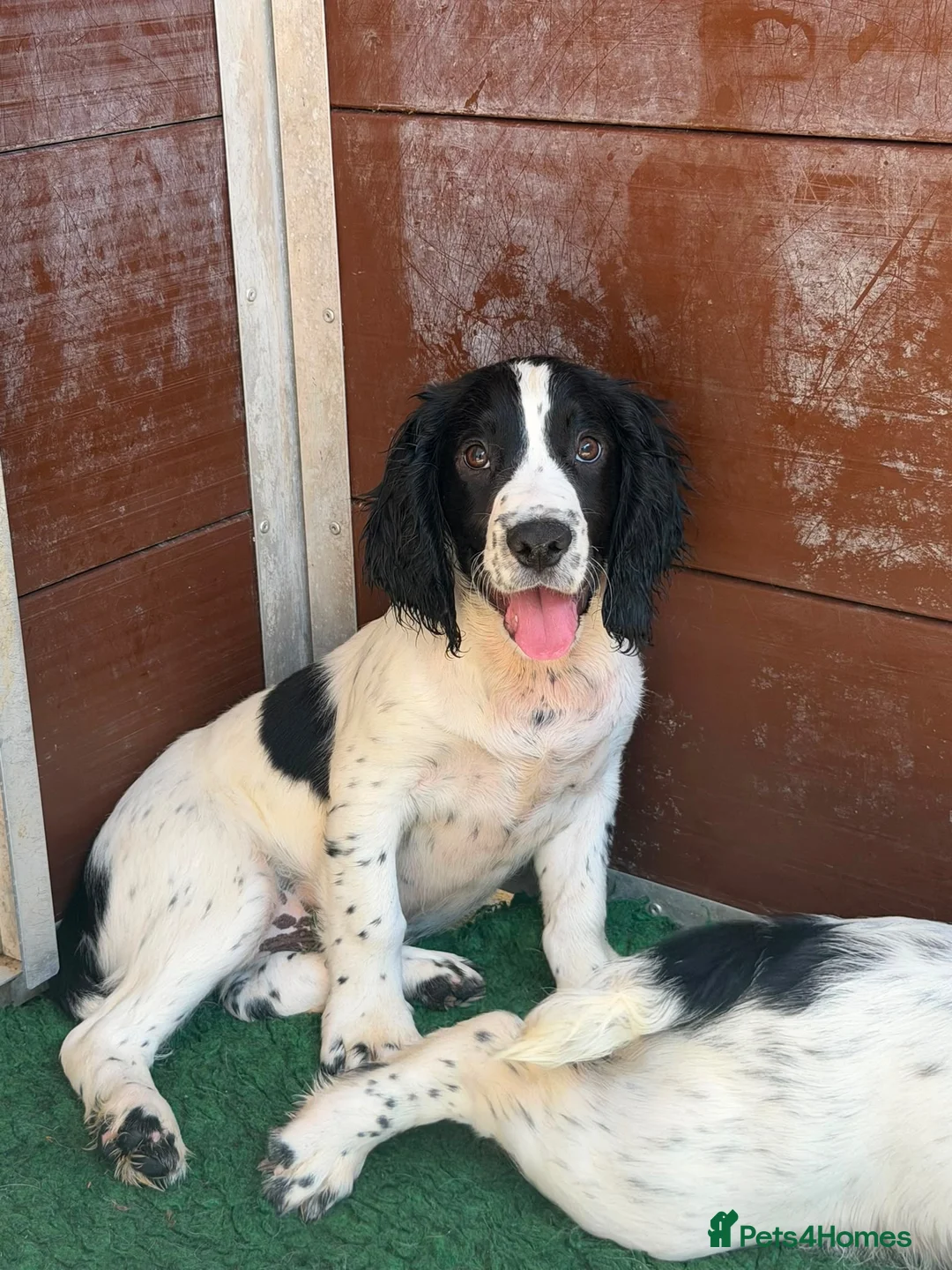 Cocker Spaniel dogs for sale: Health tested parents Fully Vaccinated  - Advert 7