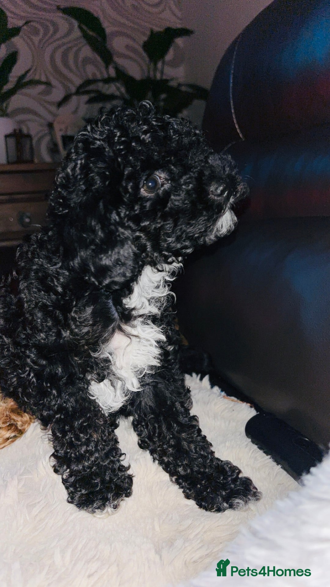 Cavapoo dogs for sale:  Cavapoo puppies  - Advert 3