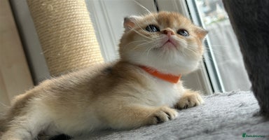 Scottish Fold cats - Advert 16