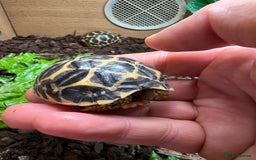 Tortoise reptiles for sale: Indian star tortoise  - Image 3