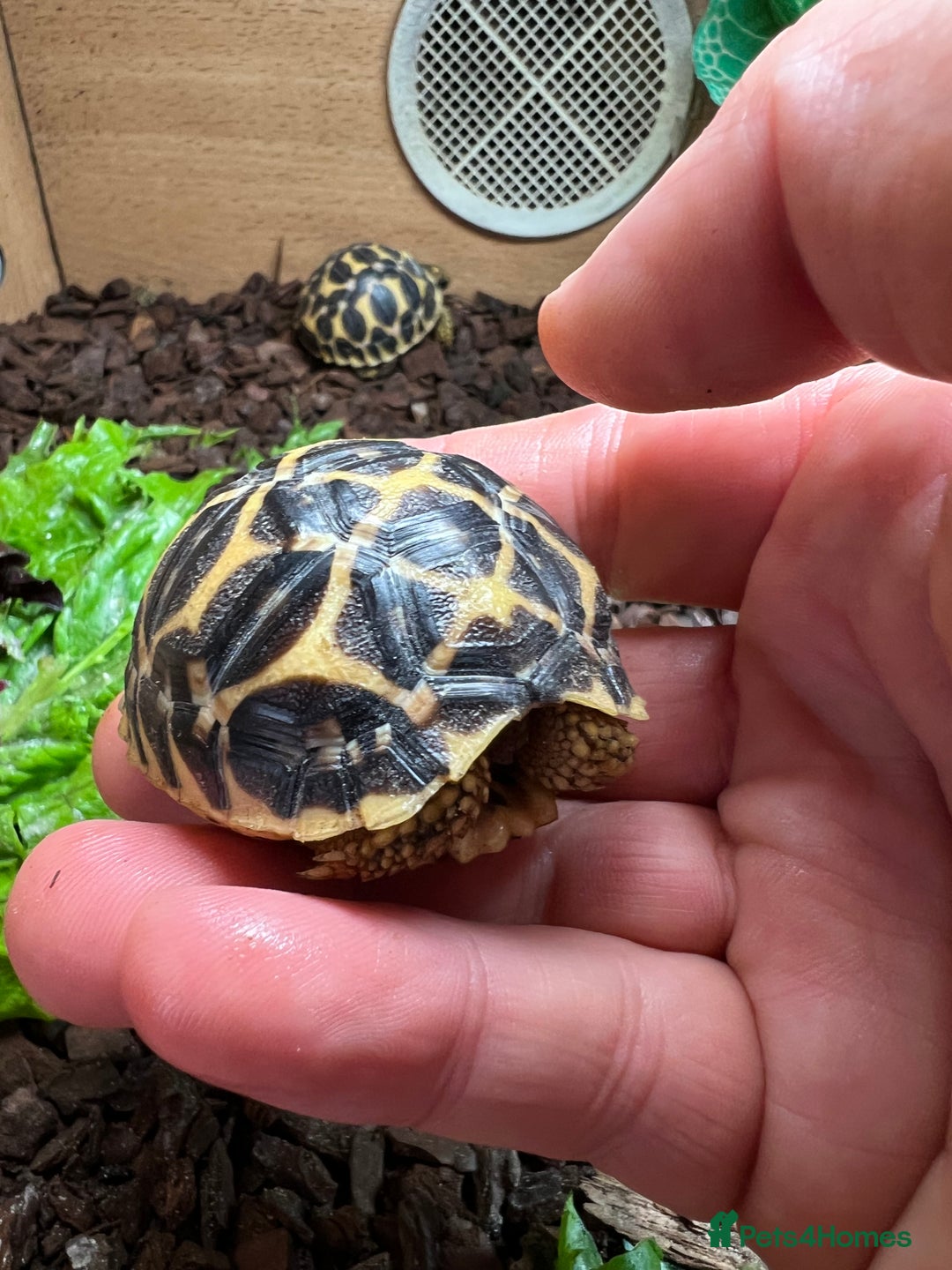Tortoise reptiles for sale: Indian star tortoise  - Image 3
