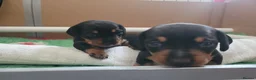 Miniature Dachshund dogs for sale: 3 Stunning Black/Tan Mini Dachshund Girls - Advert 8