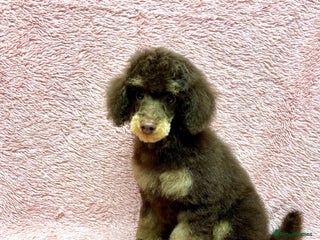 Toy Poodle dogs KC CHOCOLATE/TAN TOY POODLE - Advert 6