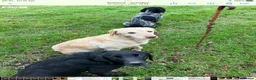Labrador Retriever dogs for sale: Stunning litter of kc reg working Labrador pups in Stone - Advert 3