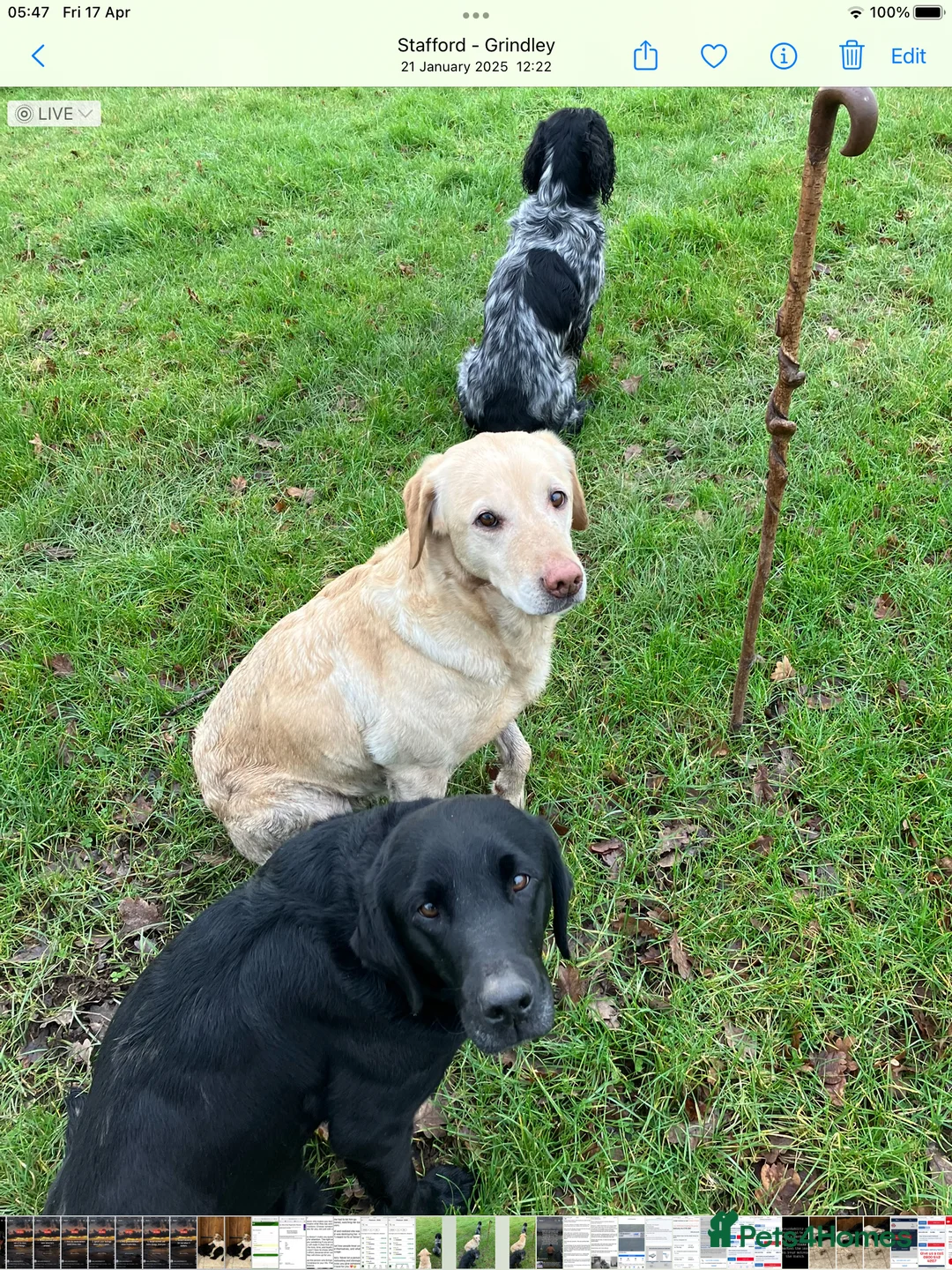 Labrador Retriever dogs for sale: Stunning litter of kc reg working Labrador pups in Stone - Advert 3