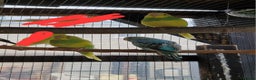 Budgerigars birds for sale: Baby budgies for sale from 15th Dec  - Advert 3