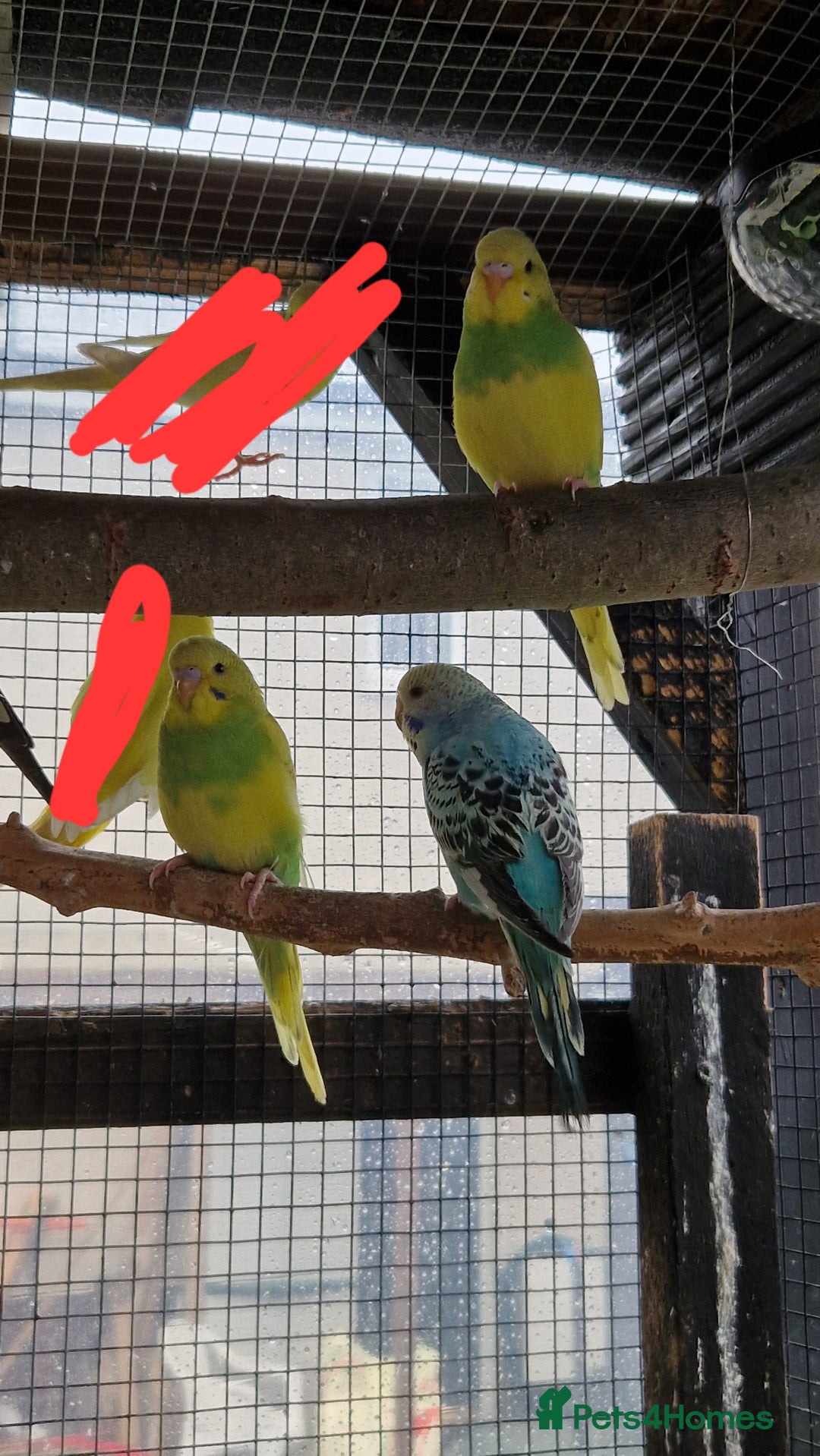 Budgerigars birds for sale: Baby budgies for sale from 15th Dec  - Advert 3