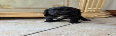 Cocker Spaniel 4