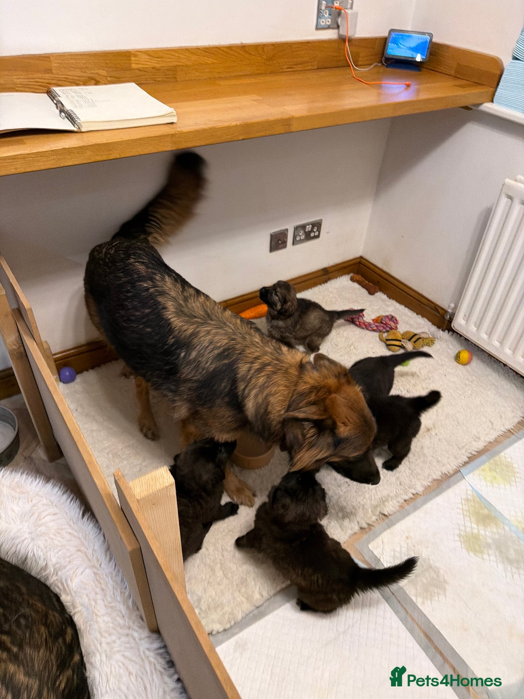 Mixed Breed dogs for sale: Golden Shepherd Puppies - Advert 6