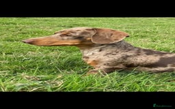 Miniature Dachshund dogs for sale: *CHAMPION LINES* Miniature Dachshund puppies - Image 15