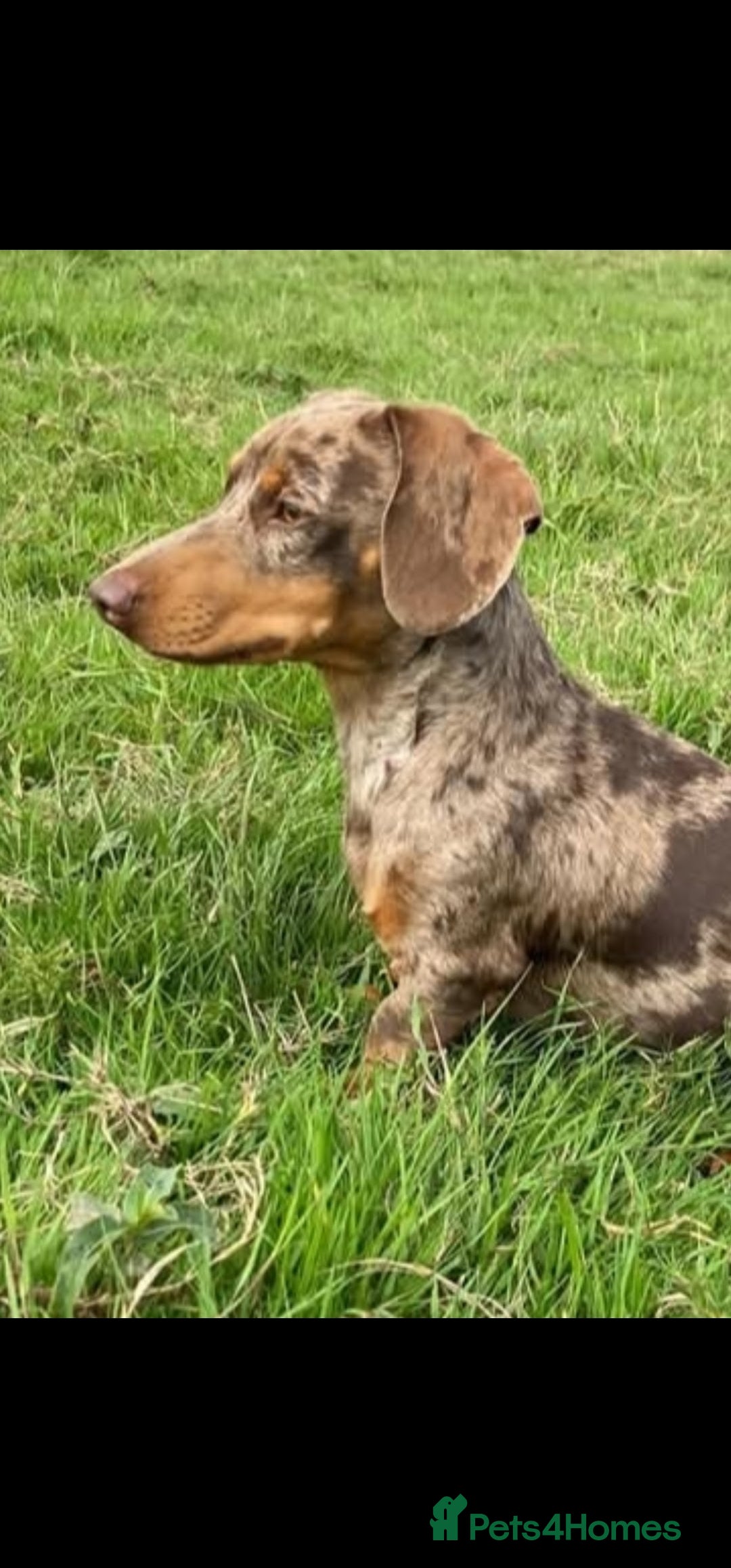 Miniature Dachshund dogs for sale: *CHAMPION LINES* Miniature Dachshund puppies - Image 15