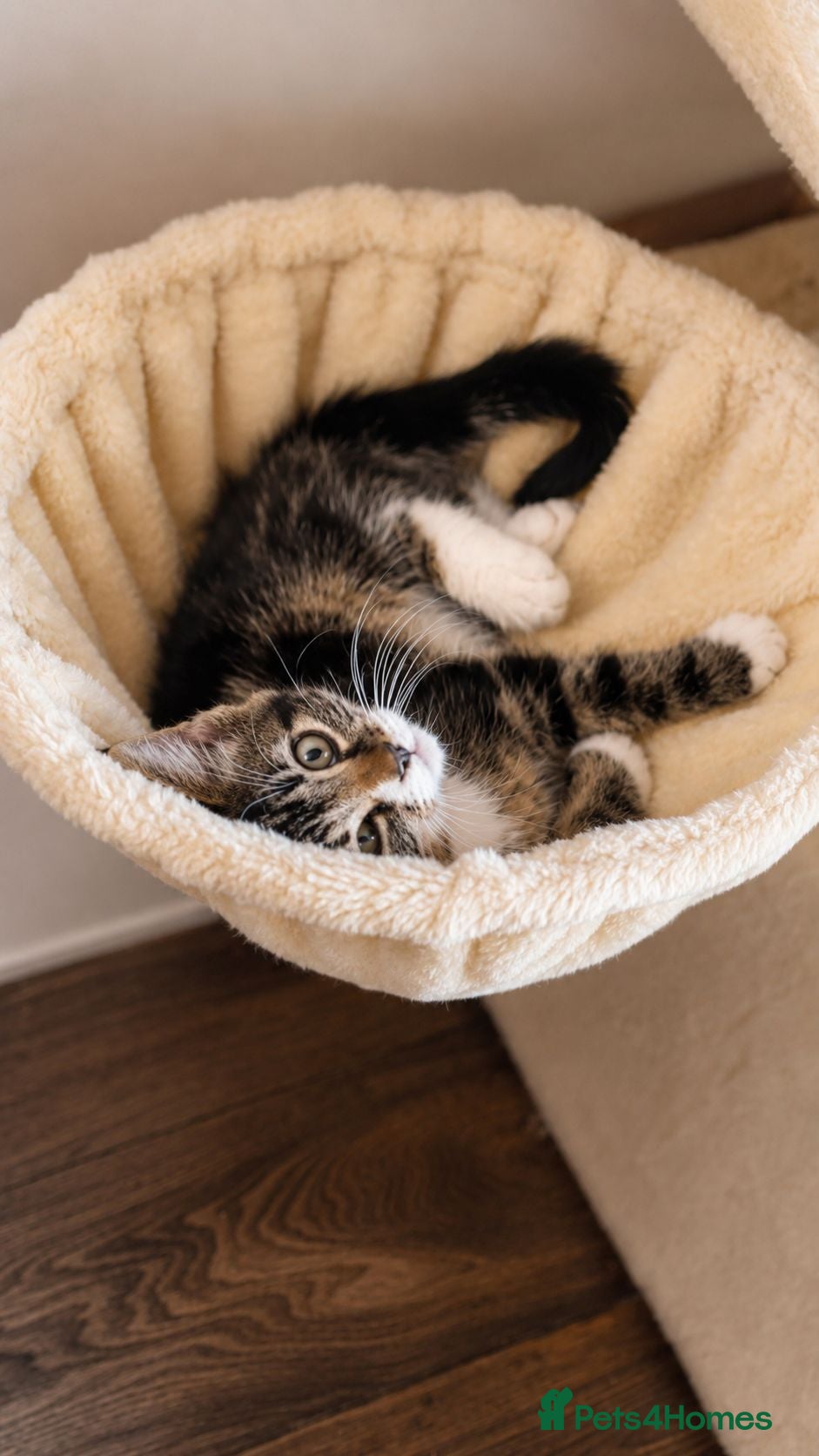 Mixed Breed cats Mum & kittens  - Advert 8
