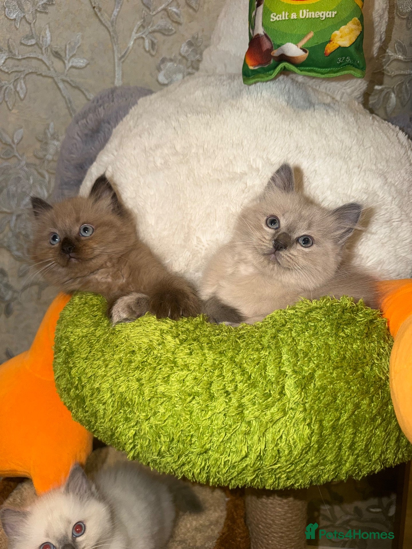 Ragdoll cats 2 beautiful ragdoll boys left - Advert 14